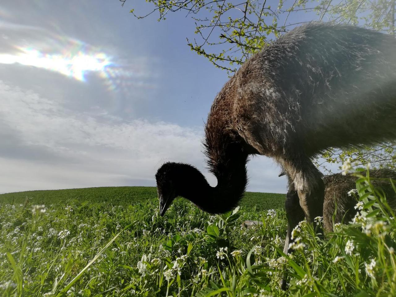 Agriturismo Il Riccio Monticchio  Eksteriør billede