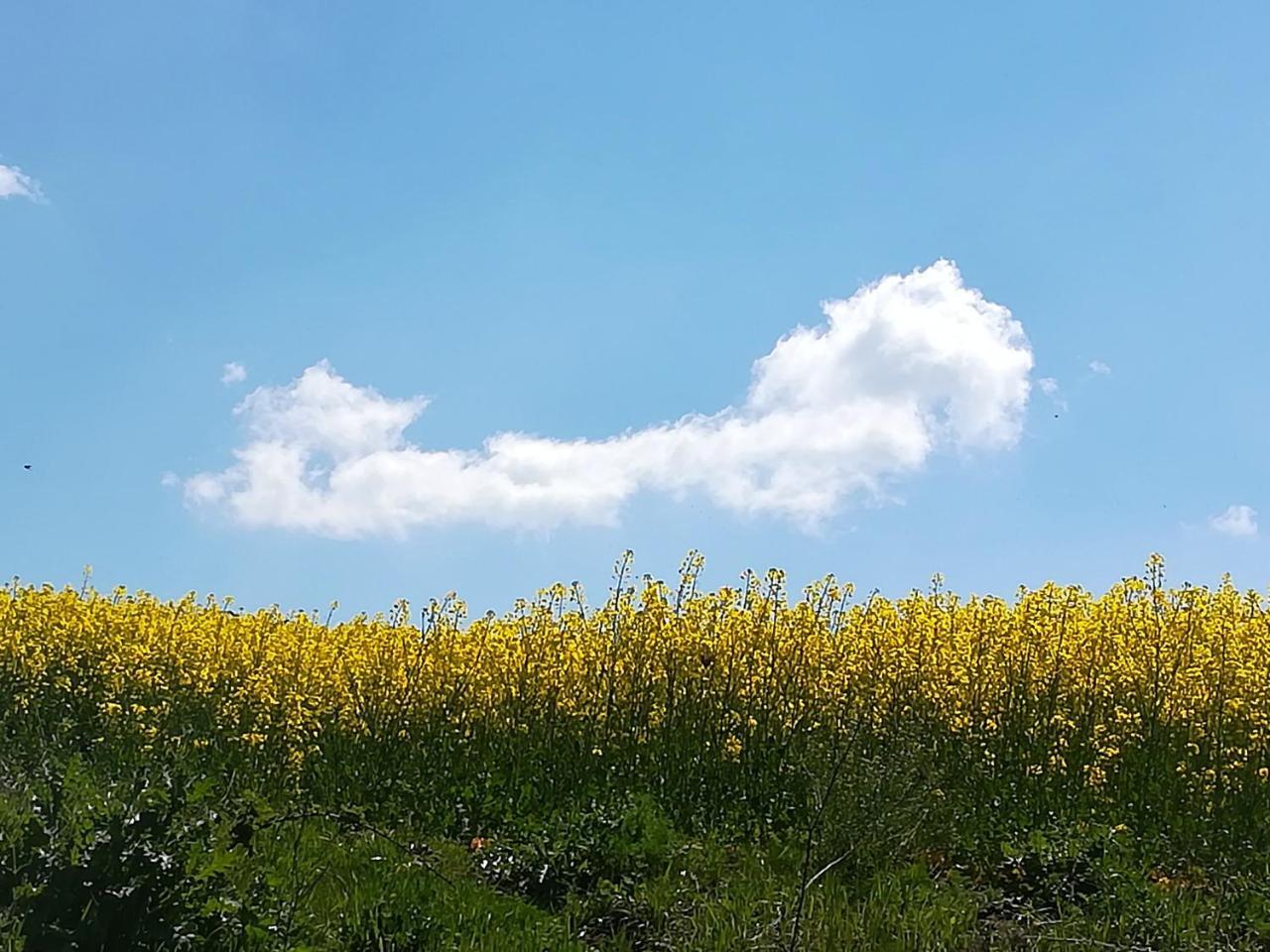 Agriturismo Il Riccio Monticchio  Eksteriør billede